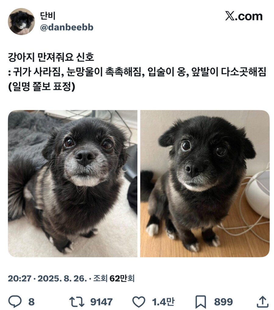 강아지의 만져줘요 신호.png_1.png