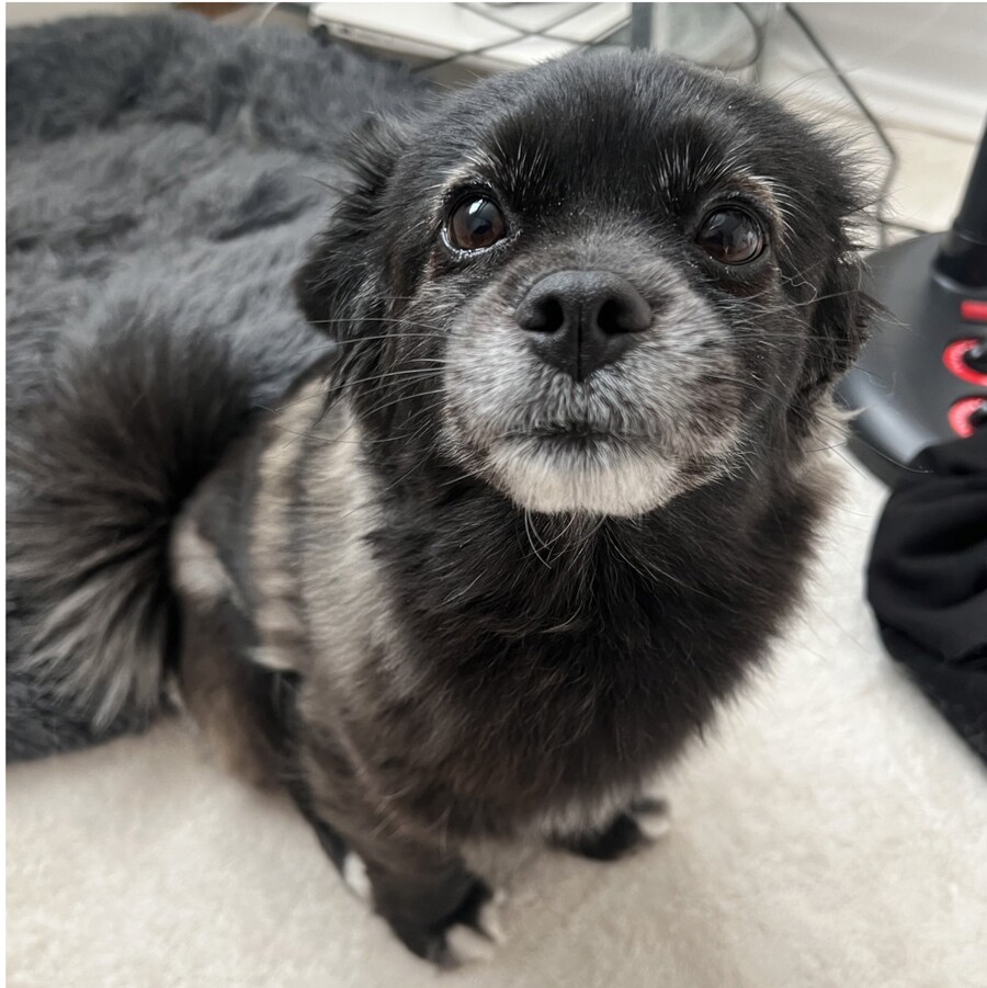 강아지의 만져줘요 신호.png_2.png