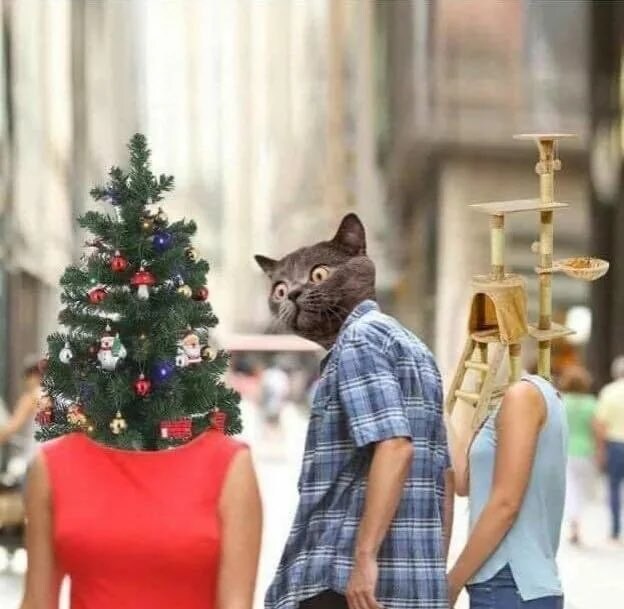 고양이의 관심사.jpg_1.jpg