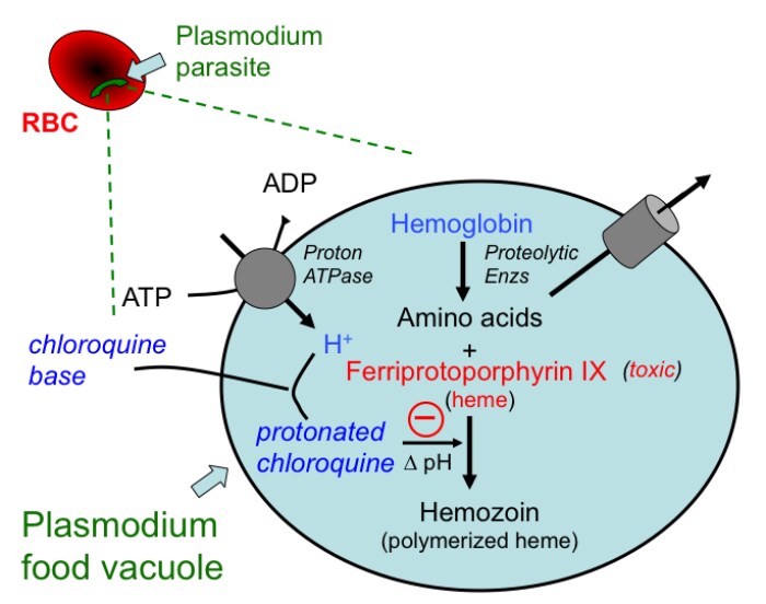 전설적인 전염병 약의 미스터리_3.png