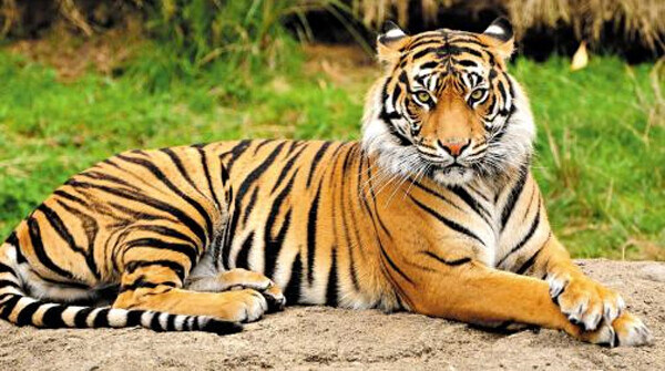 한국 호랑이에 대한 충격적인 진실.jpg_1.jpg