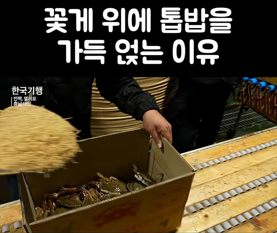 꽃게와의 전투 후기가 가득한 EBS 다큐_1.png