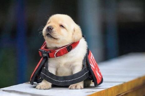 크툴루 신화)혐)무서운 외계생명체도 못이기는 거_3.jpg