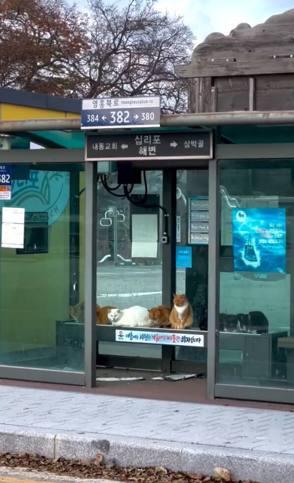의외로 한겨울에 길냥이들이 우르르 모이는 곳_1.png