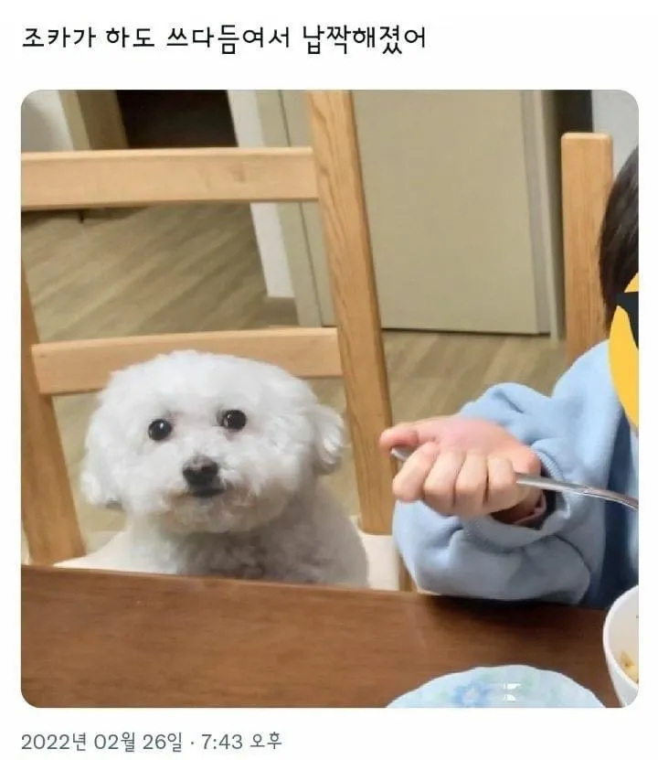 조카가 하도 쓰다듬어서 납작해진 강아지_1.webp