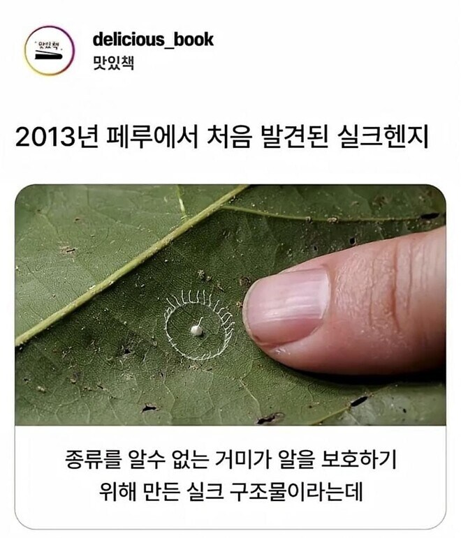 거미가 만드는 신기한 구조물_1.jpg