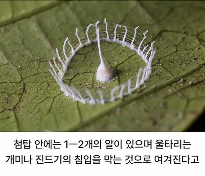 거미가 만드는 신기한 구조물_2.jpg