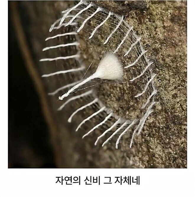거미가 만드는 신기한 구조물_3.jpg