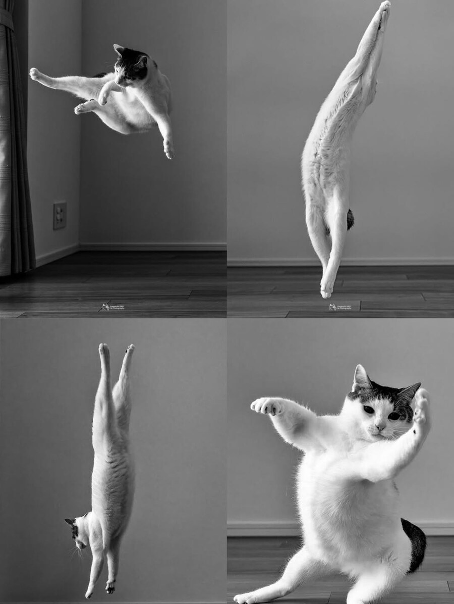 우아한 냐옹이4컷_1.jpg