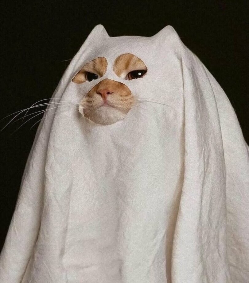 냥이는 순혈이여야 한다._1.jpg