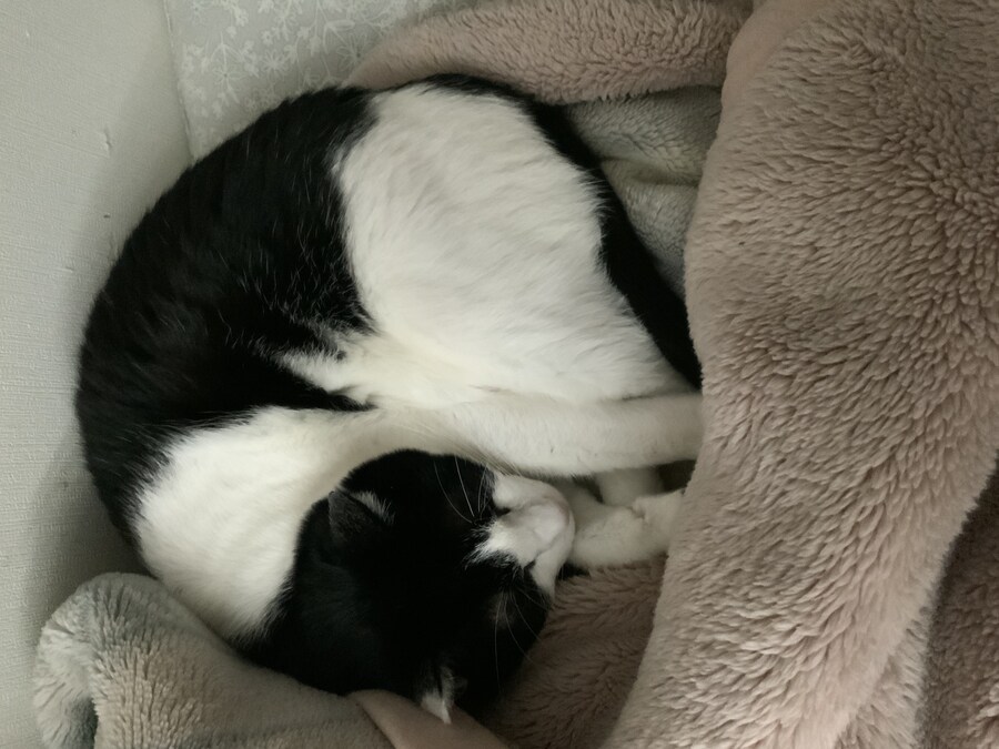 들고양이가 짜증나게 해서 붙잡아서 던져버림_6.jpg