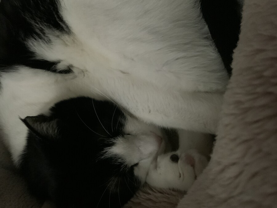 들고양이가 짜증나게 해서 붙잡아서 던져버림_7.jpg