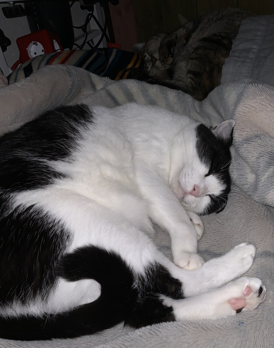 들고양이가 짜증나게 해서 붙잡아서 던져버림_8.jpg