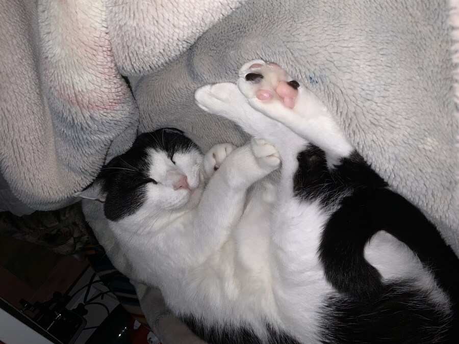 들고양이가 짜증나게 해서 붙잡아서 던져버림_9.jpg