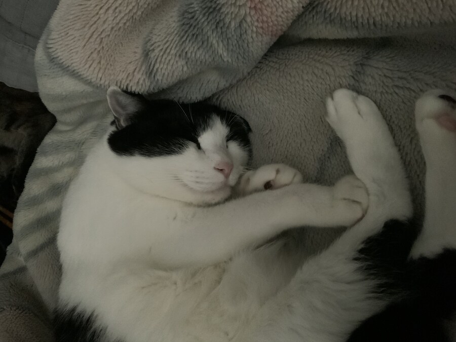 들고양이가 짜증나게 해서 붙잡아서 던져버림_1.jpg