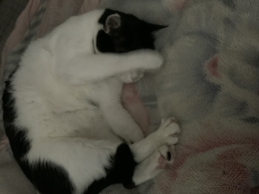 들고양이가 짜증나게 해서 붙잡아서 던져버림_2.jpg