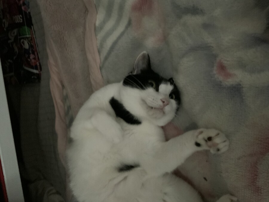 들고양이가 짜증나게 해서 붙잡아서 던져버림_3.jpg