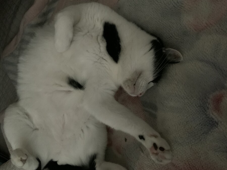 들고양이가 짜증나게 해서 붙잡아서 던져버림_4.jpg