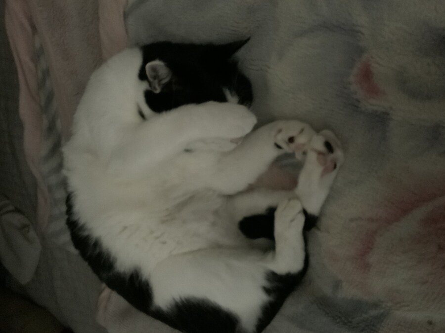 들고양이가 짜증나게 해서 붙잡아서 던져버림_5.jpg