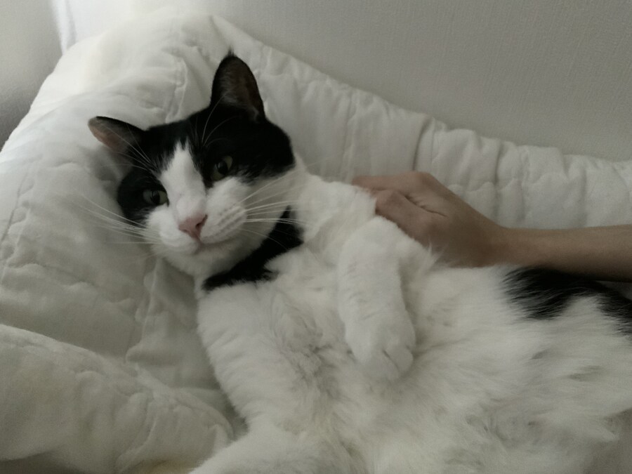 들고양이가 짜증나게 해서 붙잡아서 던져버림_10.jpg