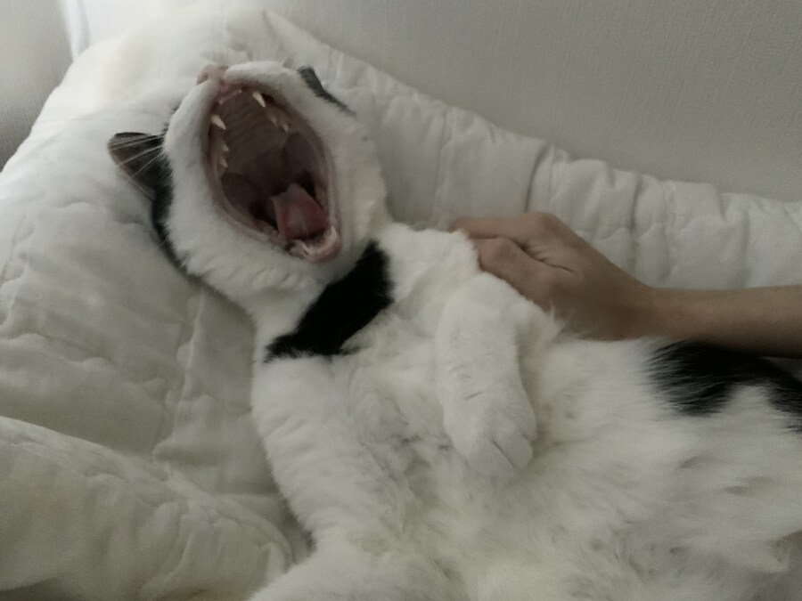 들고양이가 짜증나게 해서 붙잡아서 던져버림_11.jpg