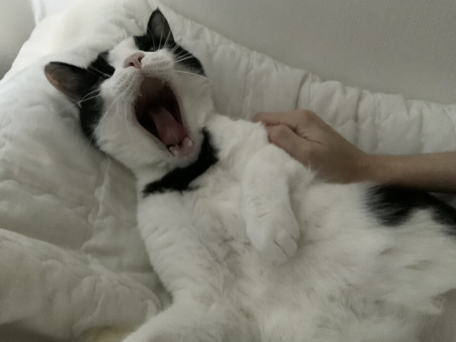 들고양이가 짜증나게 해서 붙잡아서 던져버림_12.jpg