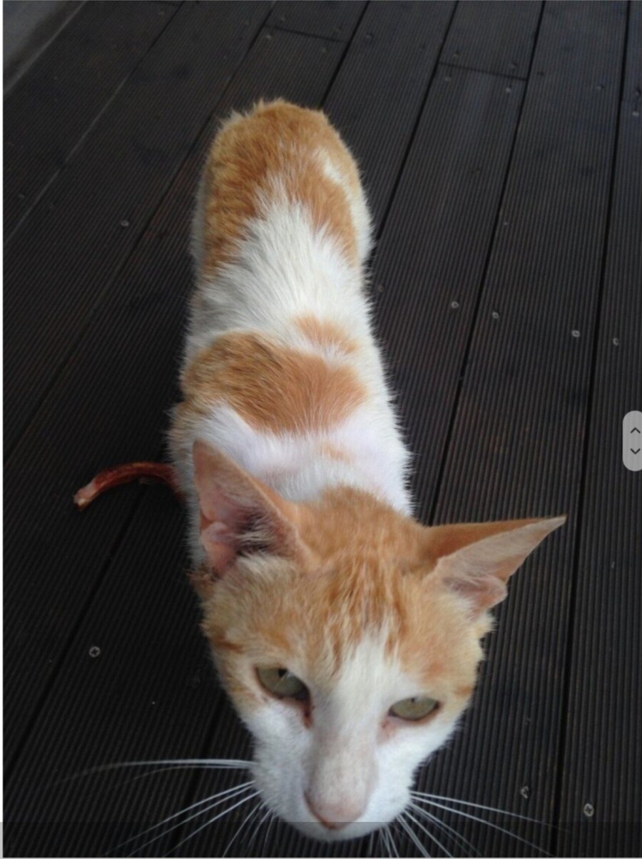 지금은 사장된 K롱노즈 설 JPG_1.jpg