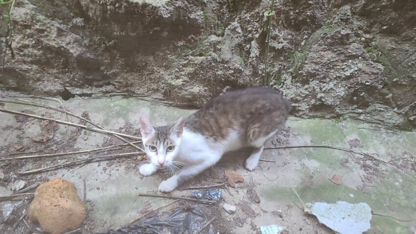 지금은 사장된 K롱노즈 설 JPG_2.jpg