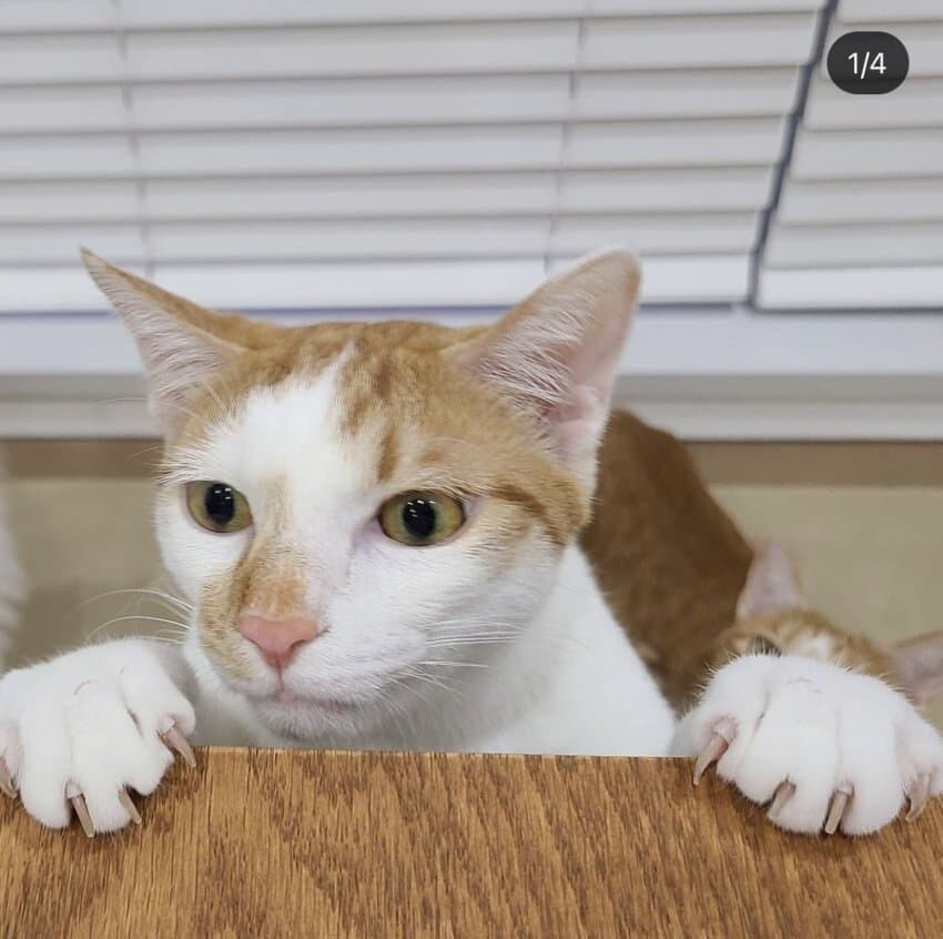 지금은 사장된 K롱노즈 설 JPG_3.jpg