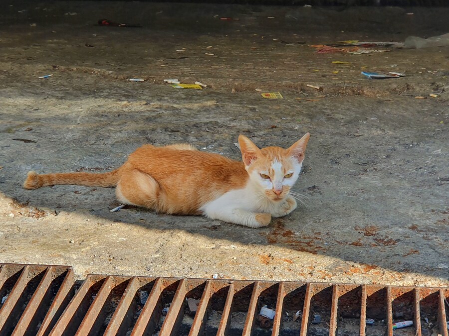 지금은 사장된 K롱노즈 설 JPG_5.jpg