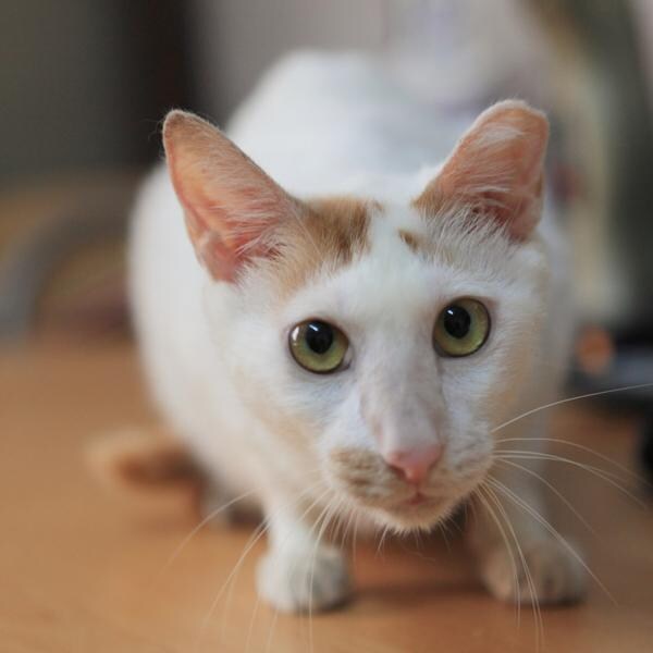 지금은 사장된 K롱노즈 설 JPG_6.jpg