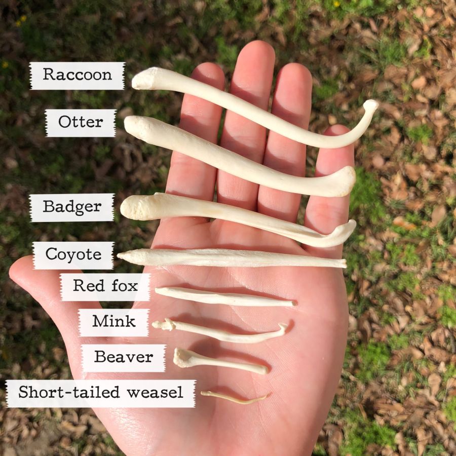 고추고추 하니까 안짤리는 동물성기짤_1.jpg