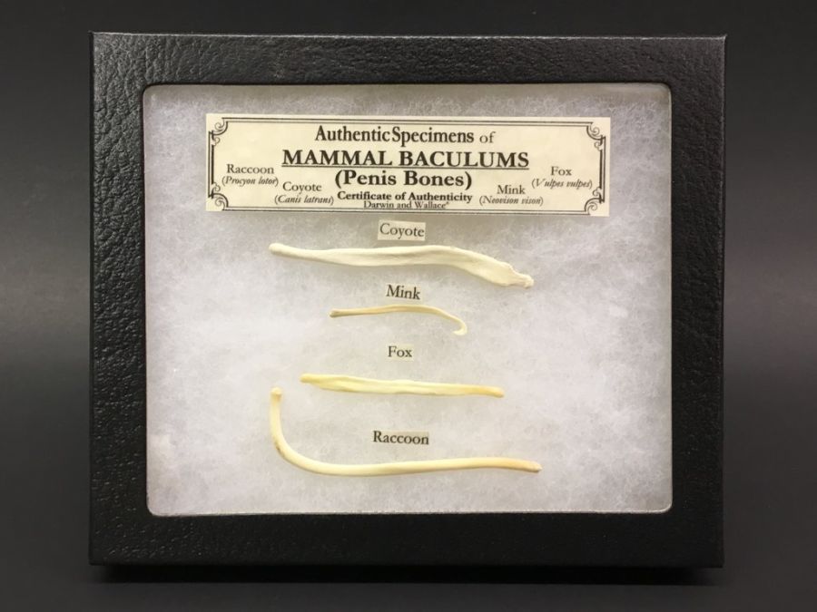 고추고추 하니까 안짤리는 동물성기짤_2.jpg