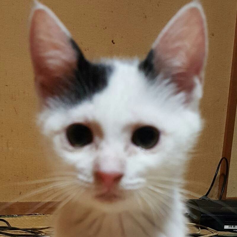 길냥이의 진화과정_1.jpeg