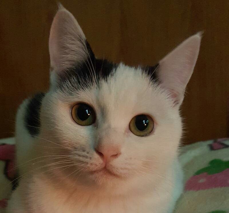 길냥이의 진화과정_2.jpeg