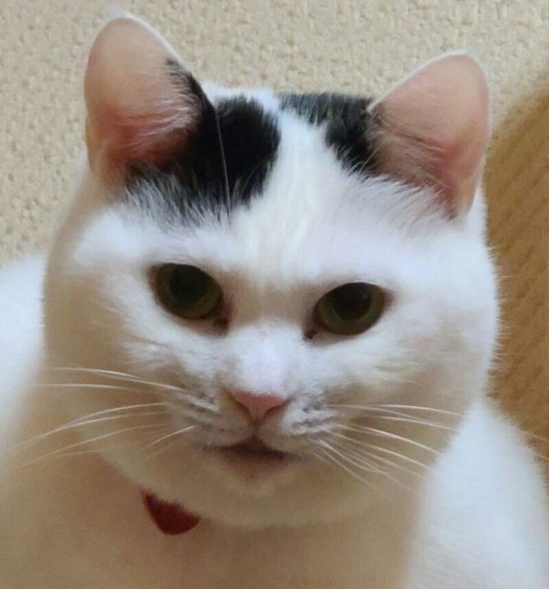 길냥이의 진화과정_3.jpeg