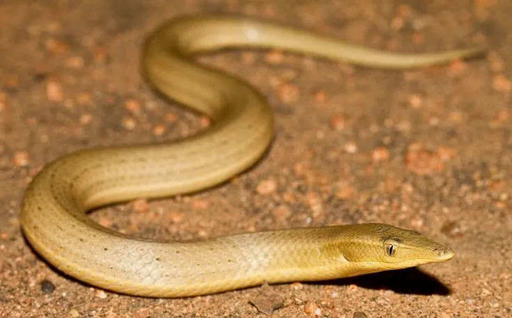 다리를 퇴화시키는 도마뱀들_2.webp