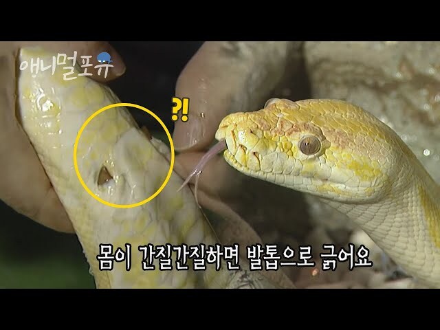 다리를 퇴화시키는 도마뱀들_3.jpg