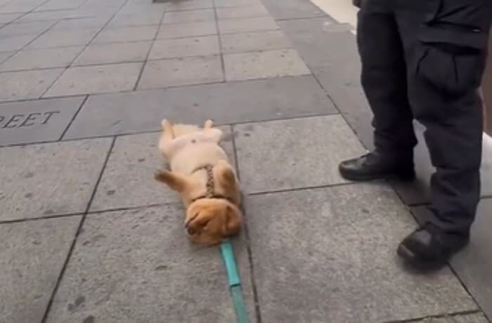 케데헌 한국계 제작진들이 자꾸 드러누웠던 이유_3.jpg