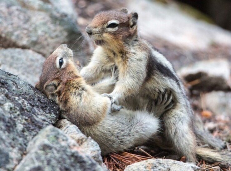 시..싫어어어엇 !! 나...나도 수컷이라구.. 나... 남자라구웃 !!!_1.jpg