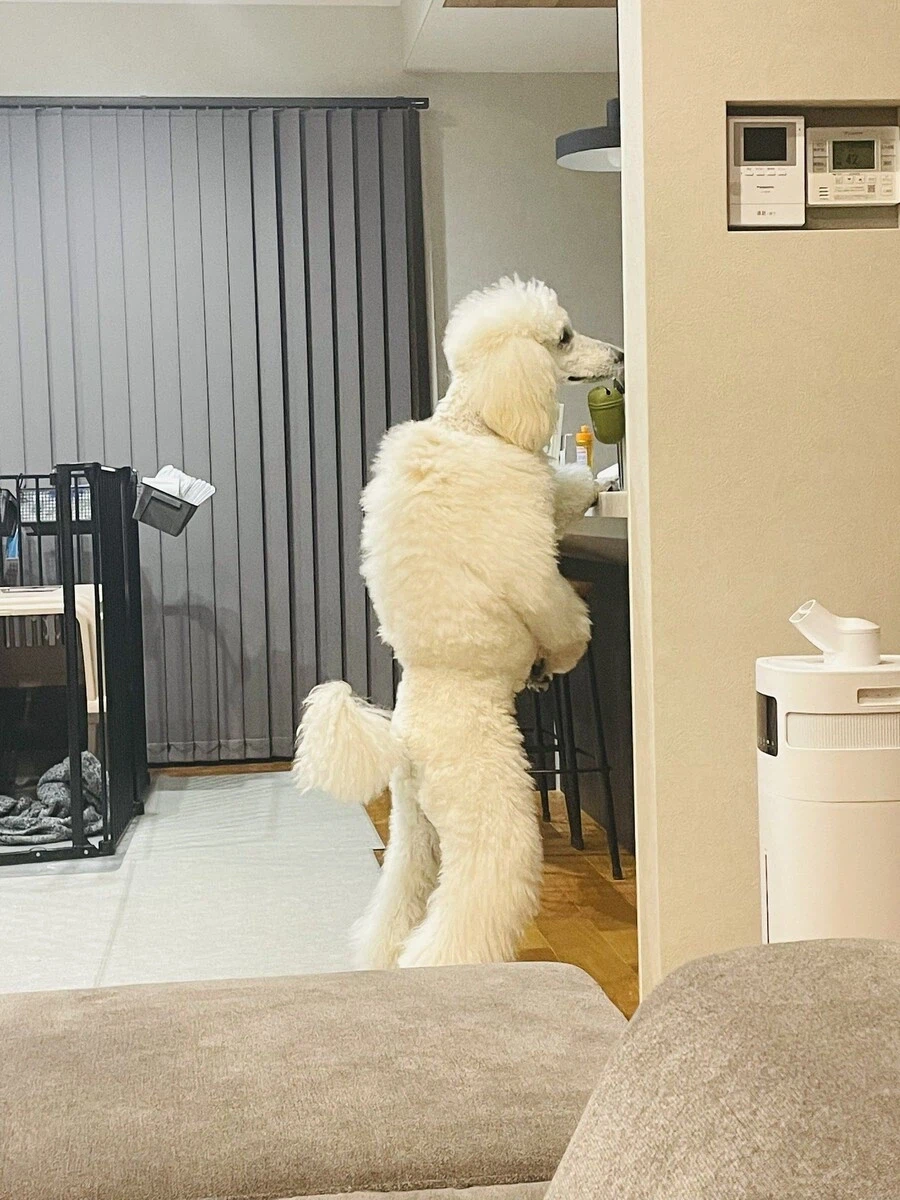 아직까지 우리 종족을 드러내선 안된다 동포들이여_1.webp