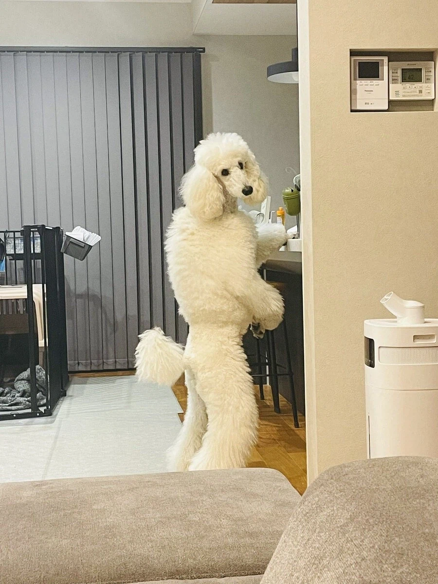 아직까지 우리 종족을 드러내선 안된다 동포들이여_2.webp