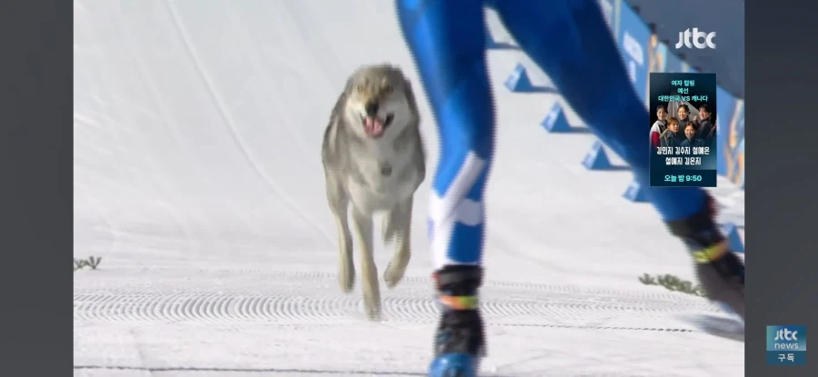 금년 올림픽에서 늑대한테 먹일뻔한 두 선수들_2.webp