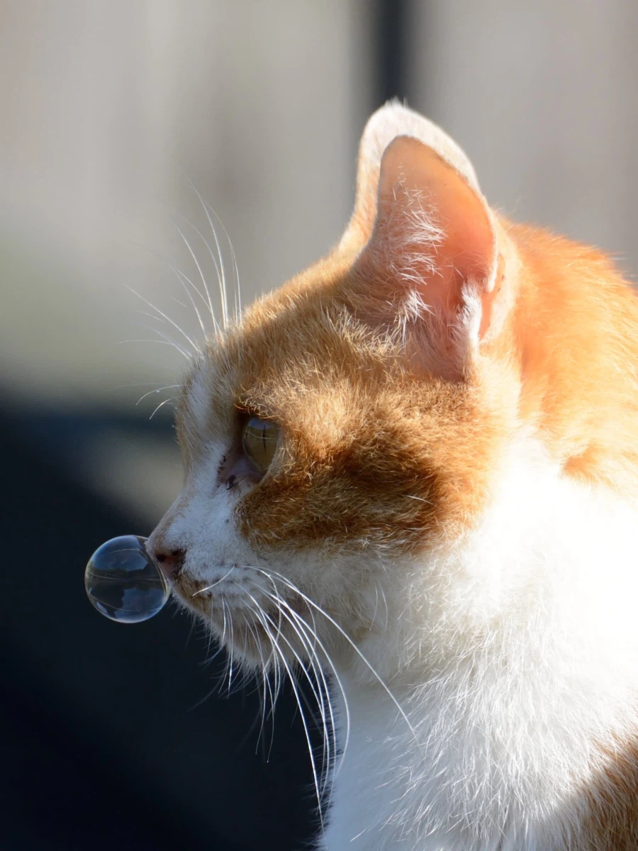 거품을 만드는 고양이_1.webp