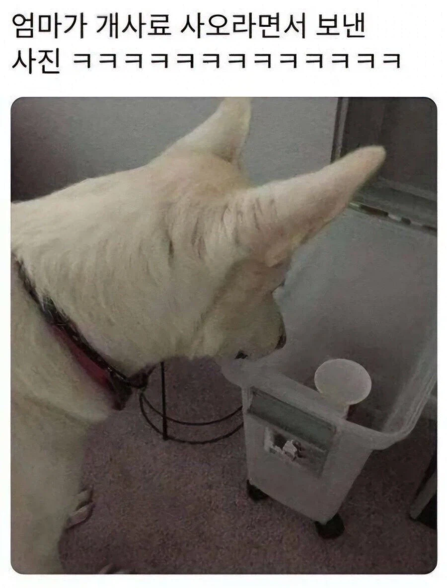 엄마가 개사료 사오라면서 보낸 사진_1.webp