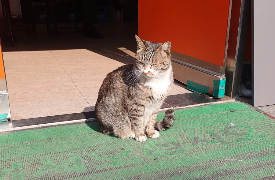 햇빛 쬐는 삼계탕_2.webp