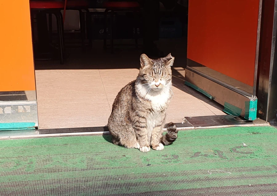 햇빛 쬐는 삼계탕_3.webp