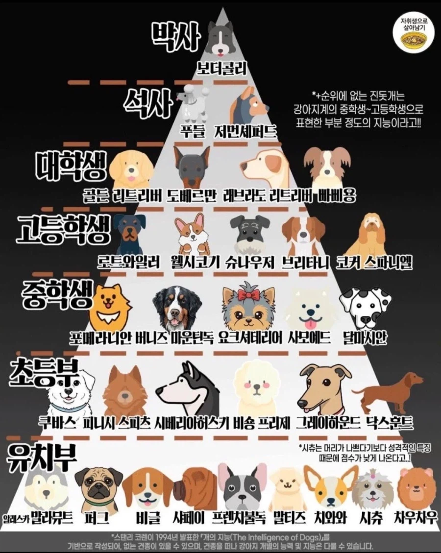 댕댕이 지능 순위_1.webp