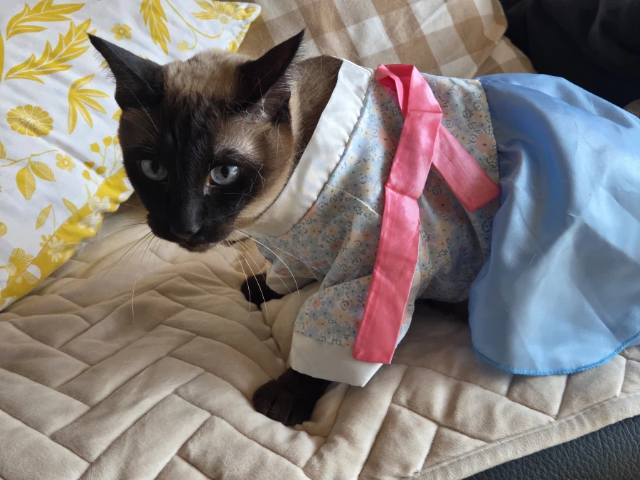 솔직히 고양이 옷 입히는 것은 고양이만 힘든 것은 아님..._1.webp
