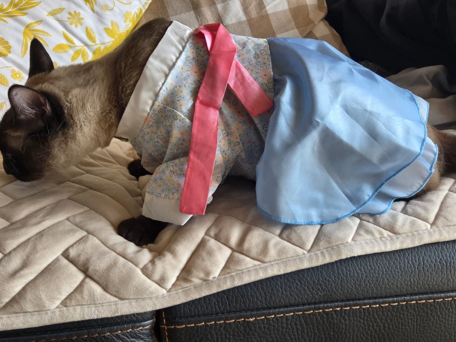 솔직히 고양이 옷 입히는 것은 고양이만 힘든 것은 아님..._2.webp